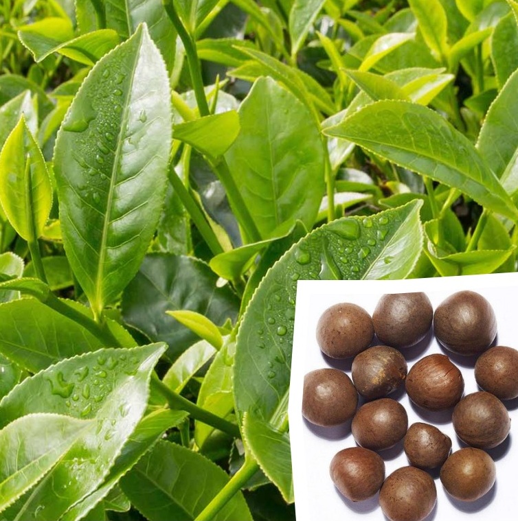 Camellia sinensis